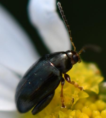 Réf. 267 885 : Psylliodes chrysocephala